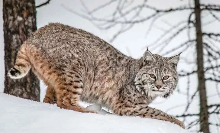 Bobcat в снега