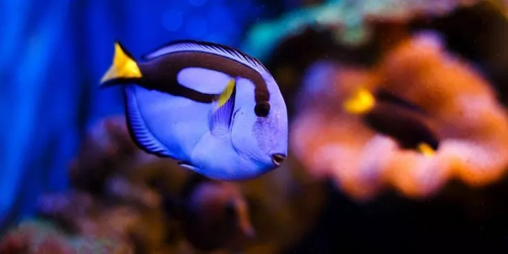 Факти за Blue Tang Fish