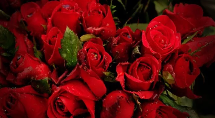 Смята се, че червените рози са свързани с Афродита, богинята на любовта