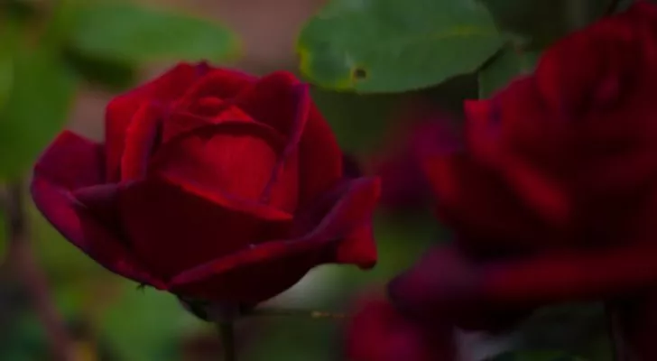 Наситени червени рози