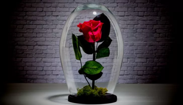 Вечна роза в стъклен купол