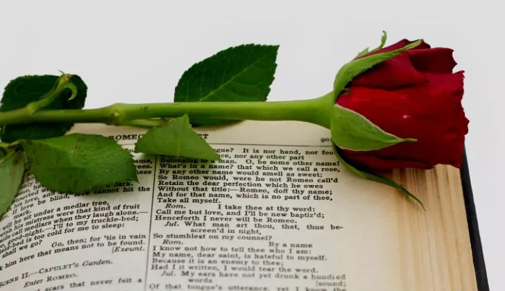 Една единствена червена роза върху книга за Ромео и Жулиета