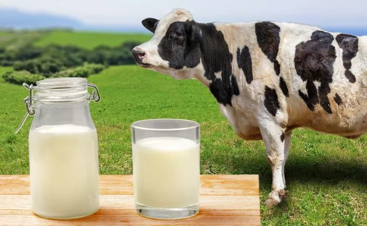 Чаша мляко и крава на нива