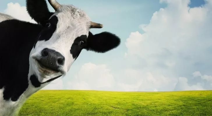 Черно-бяла крава гледа на полето.