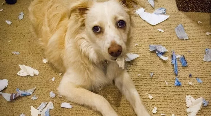 Куче, заобиколено от скъсани парчета хартия