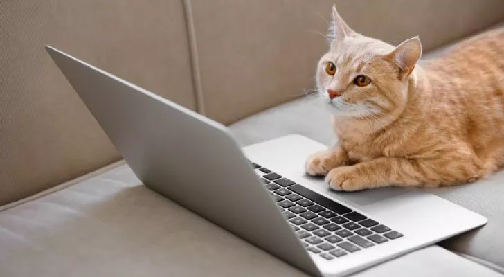 Джинджифилова котка проучва информация за котки на лаптоп