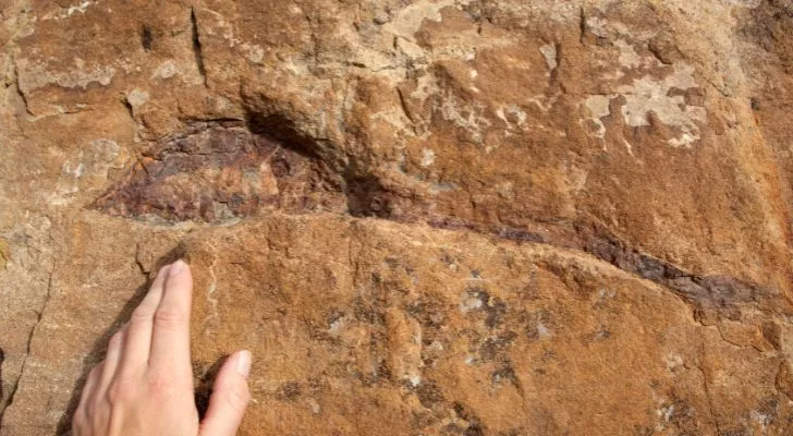 Вкаменелости на динозаври в Колорадо
