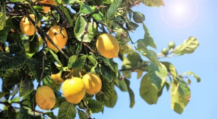 Зрели лимони на дърво