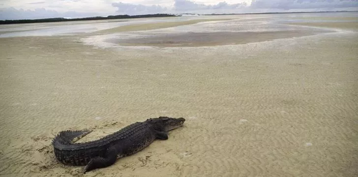Крокодил на плажа
