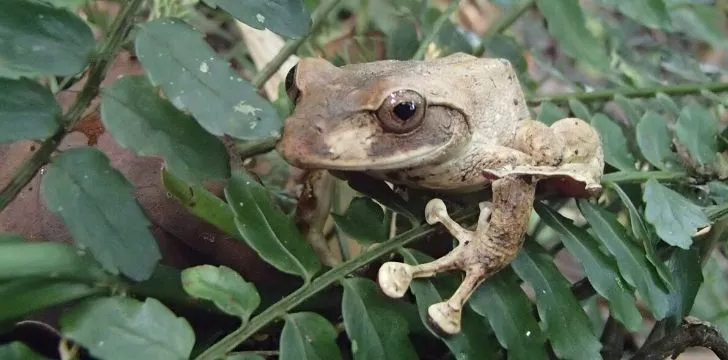 Фиджийска дървесна жаба
