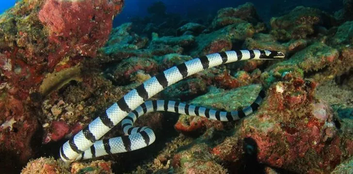 Морска змия във водите на Фиджи