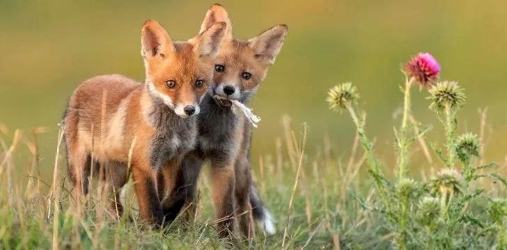 Две млади лисици, стоящи една до друга