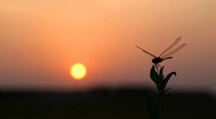 Водно конче със залязващо слънце в далечината