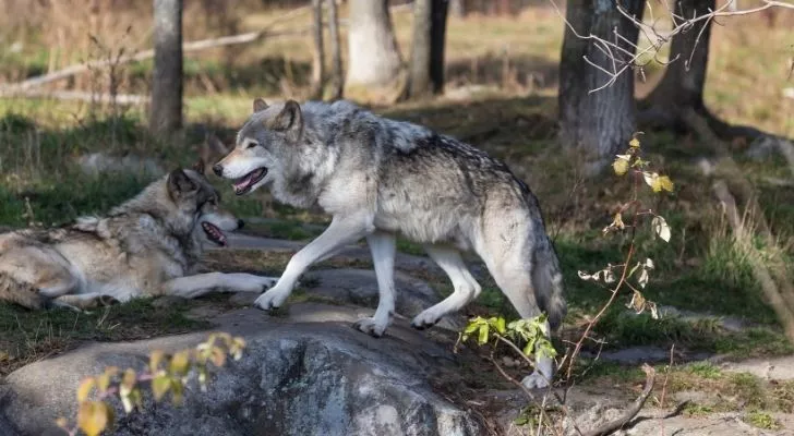 Timberwolves в гората