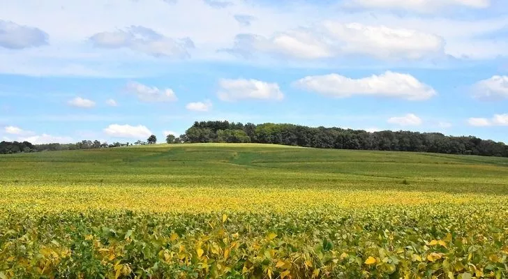 Charles Mound е най-високата точка на щата, заобиколена от тучни зелени полета