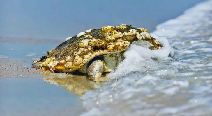 Морска костенурка с раковини на гърба