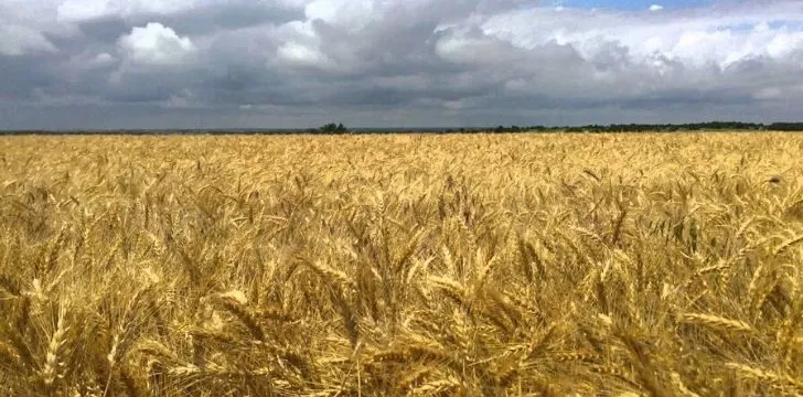 Канзаско пшенично поле