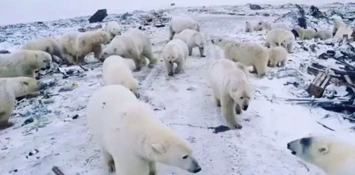 Много полярни мечки се разхождат наоколо