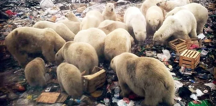 Много полярни мечки ровят из боклука