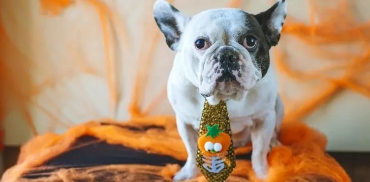 A cute dog wearing a halloween tie