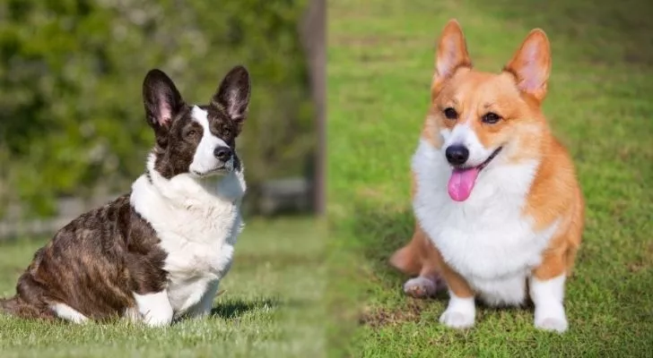 Жилетка Corgi срещу Pembroke Corgi