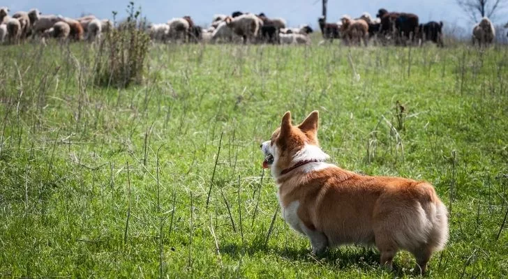 Куче корги, което гледа през полета към овце