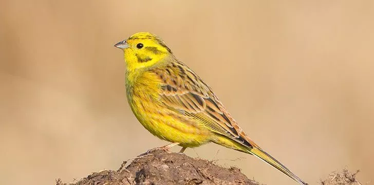 Един от прякорите на Алабама е „Щатът Yellowhammer“.