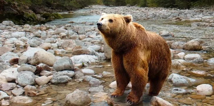 Мечка, стояща в плитка река