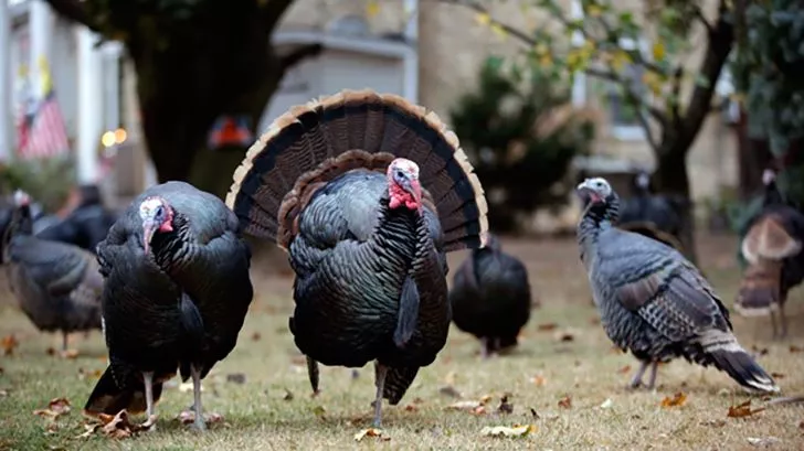 Turkeys were once worshiped as Gods.