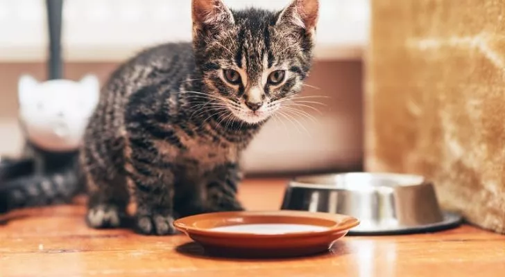 A cat standing over an orange bowl of milk