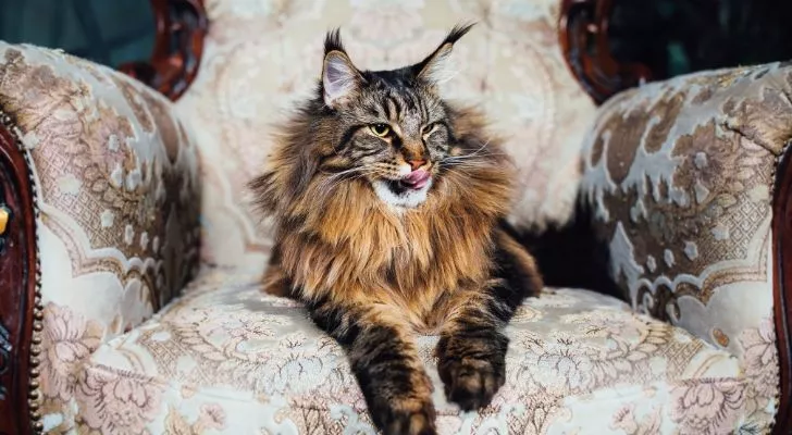 A really old cat sat on a really old chair