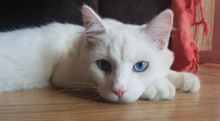 A white cat with blue eyes