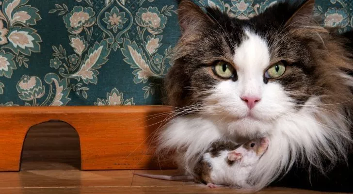 A cat waiting near a mouse hole, with the mouse sitting under the cats face