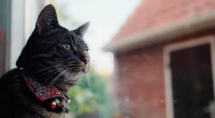 A cat gazing in the distance with a brick garage beside of it