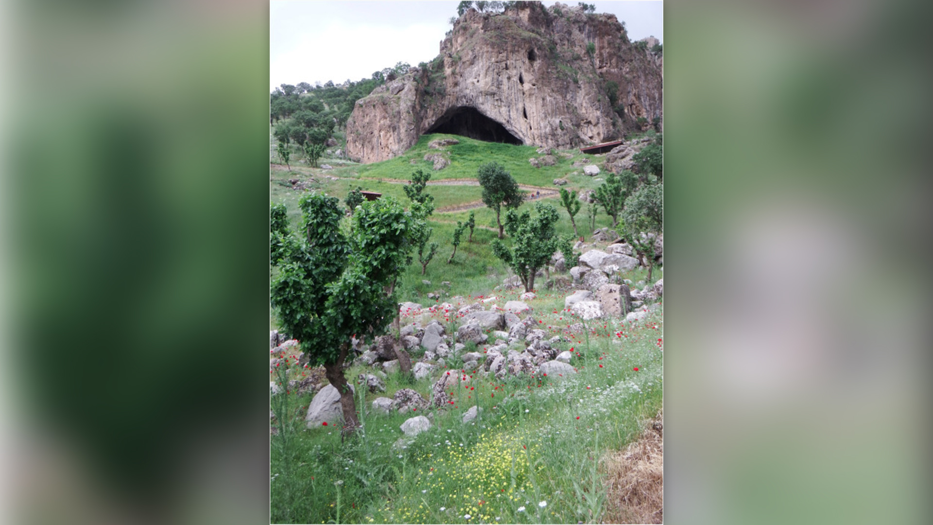 Диви цветя цъфтят наоколо в пещерата Шанидар, както е снимано на 5 май.