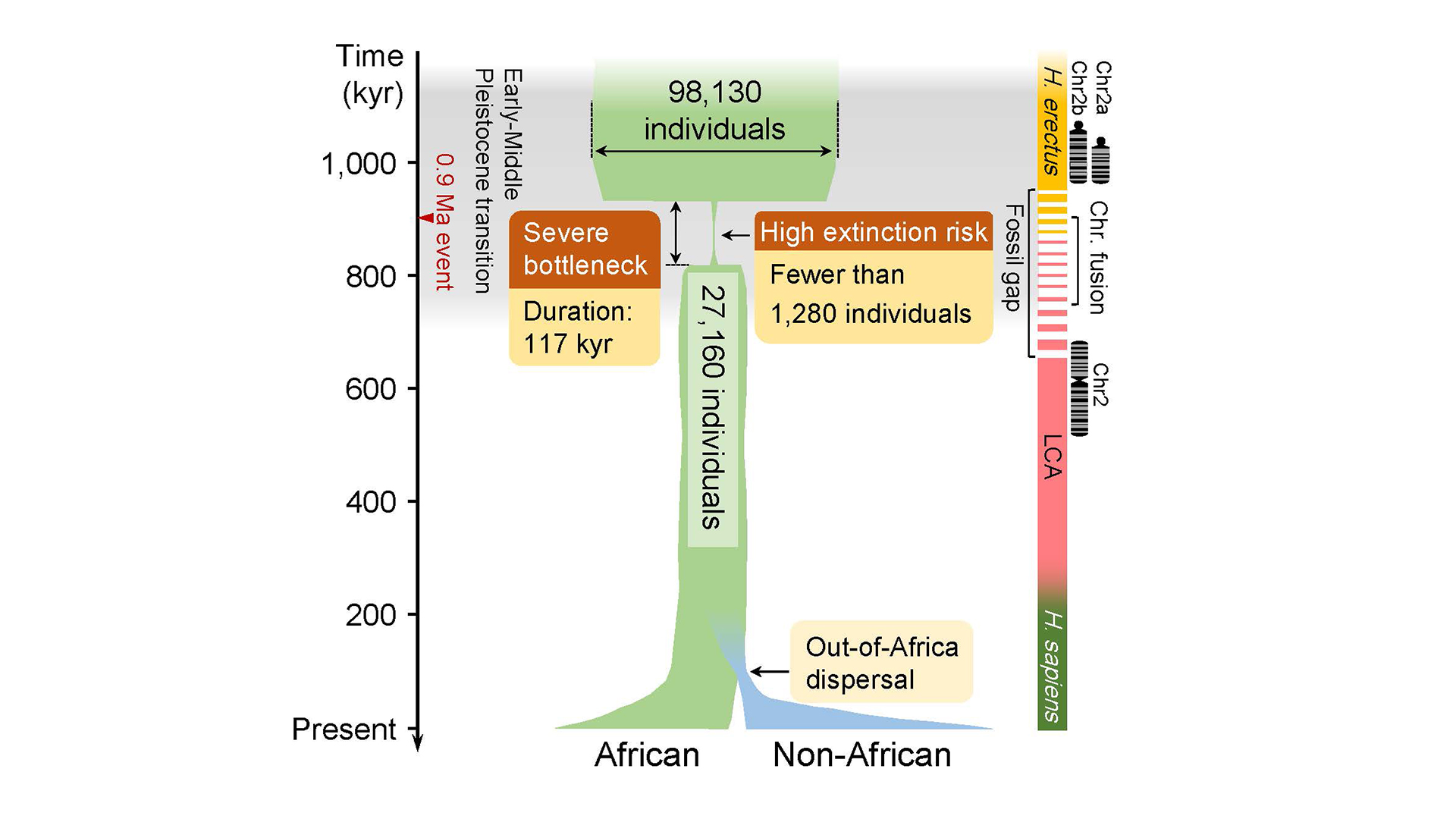 Тясното място на древното човешко население и разпространението извън Африка.