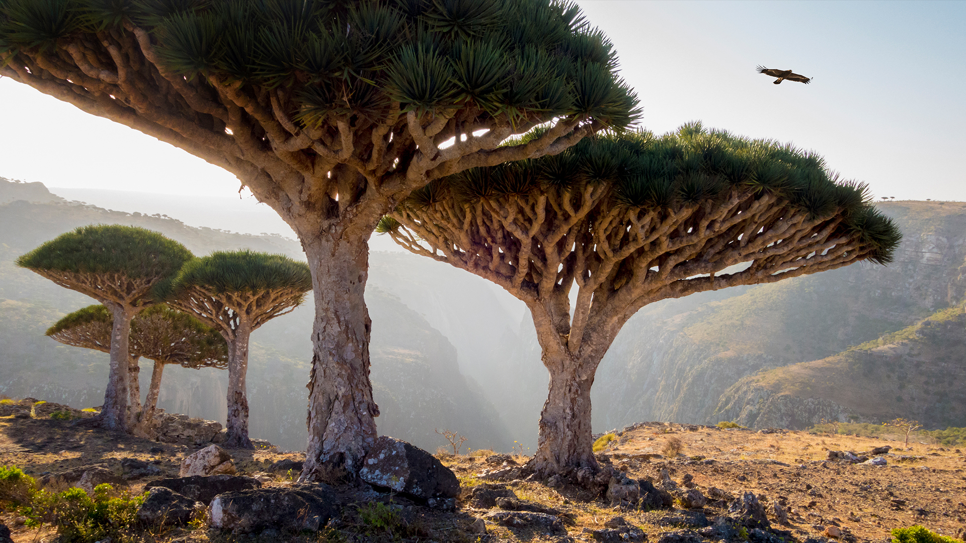 Драконови кръвни дървета в скалист пейзаж, защитена зона Homhil, Сокотра, Йемен.