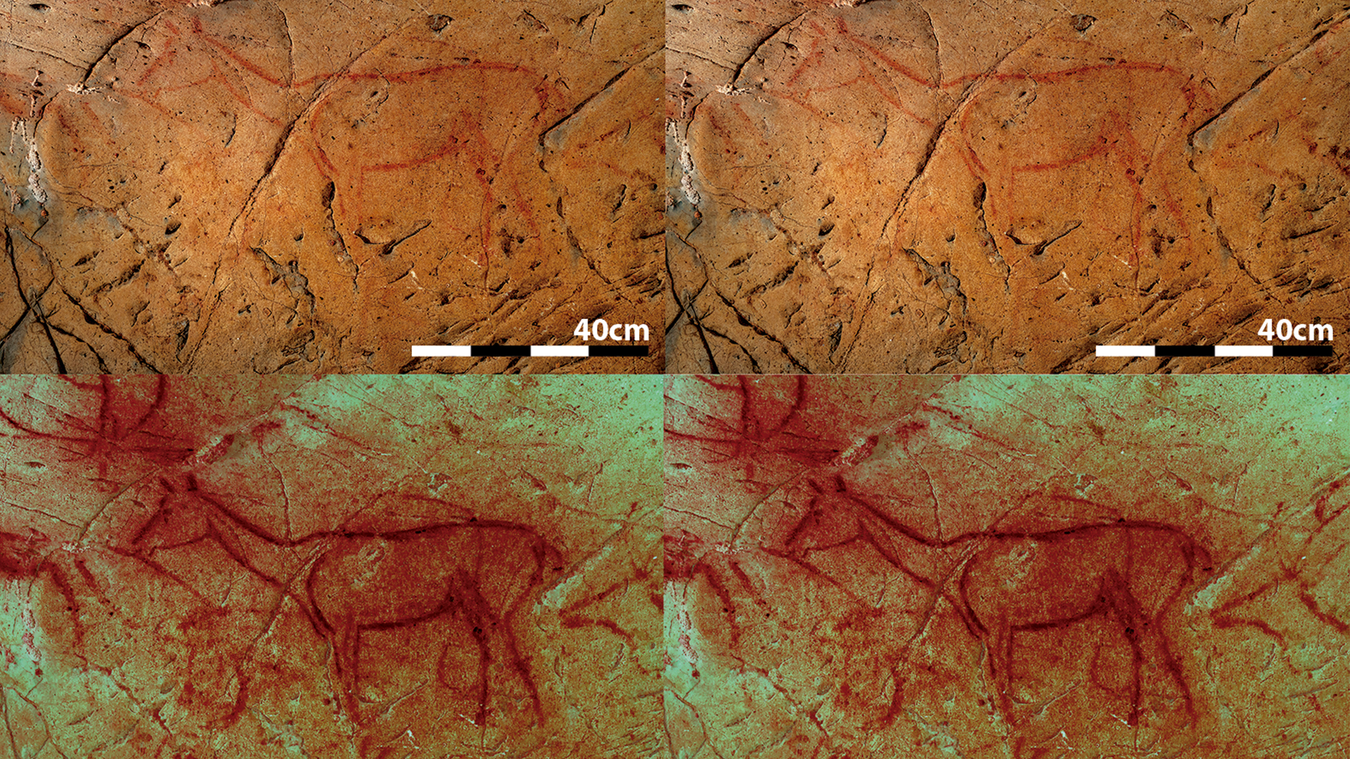Виждаме четири изображения на четирикрако животно, подобно на кон, изрисувани върху стена на пещера.
