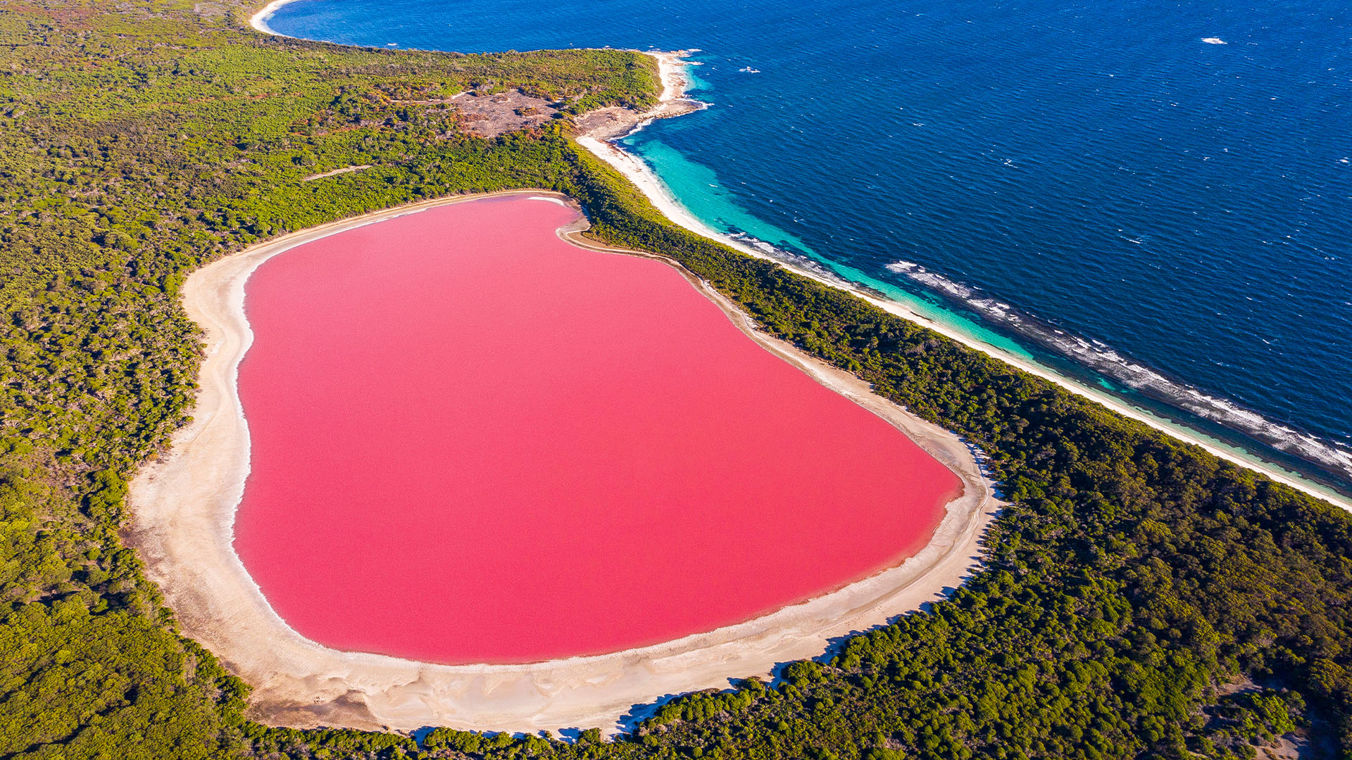 Въздушен изглед на розово езеро на средния остров, заобиколен от син океан.  Силно контрастиращ природен феномен в Западна Австралия.
