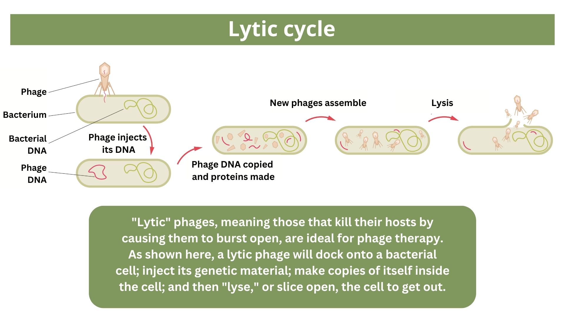 инфографиката изобразява фаг, заразяващ и убиващ бактериална клетка.  Надписът гласи: 