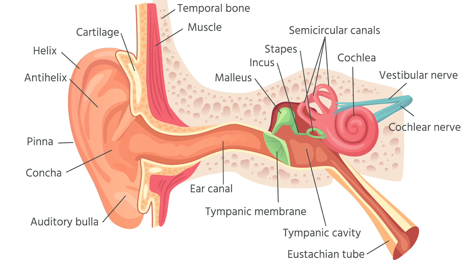 Етикетирана схема на структурата на външното и вътрешното ухо;  Евстахиевата тръба може да се види най-вдясно, простираща се под наклон от средното ухо