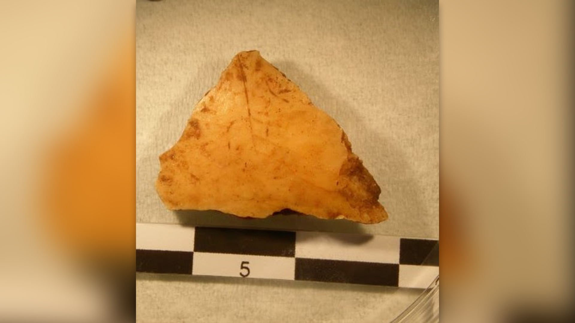 Триъгълен фрагмент от череп отпреди 37 000 години по линийка и бял фон.