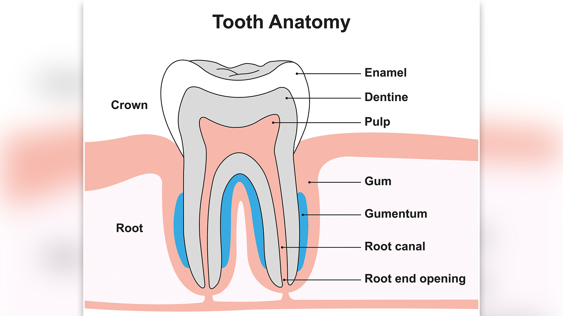 диаграмата показва анатомията на зъб, показан в напречно сечение, като емайлът е отбелязан върху короната на зъба