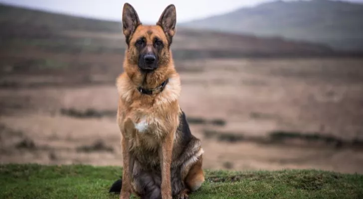 A German shepherd dog sits attentively