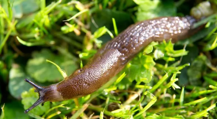 A slug slithering across some blades of grass
