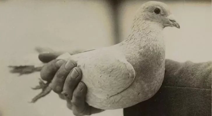 A hand holds a carrier pigeon