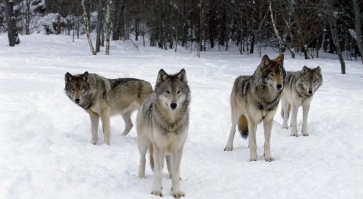 A pack of four wolves stand in the snow