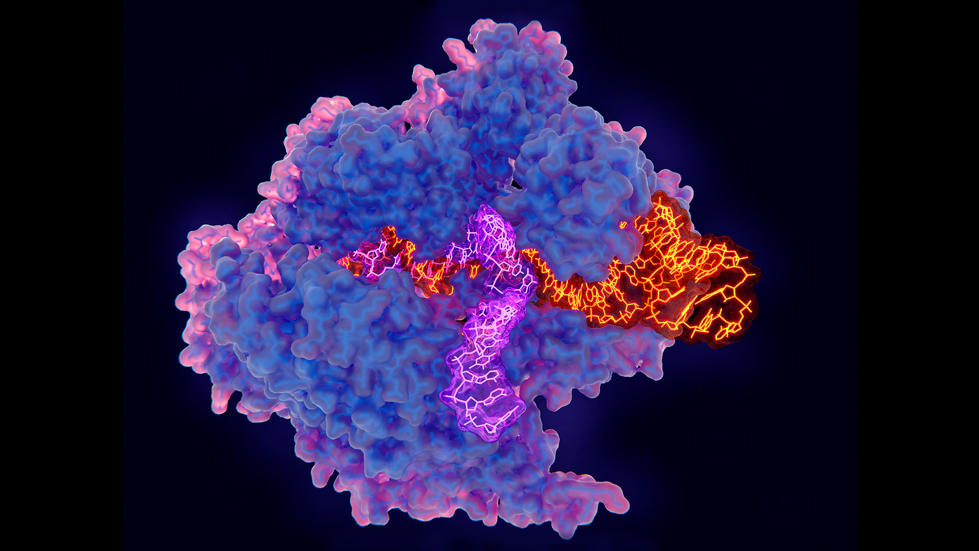 Комплекс за редактиране на ген CRISPR-Cas9 и клетки, илюстрация.  Протеинът CRISPR-Cas9 (син и розов) се използва в геномното инженерство за рязане на ДНК (дезоксирибонуклеинова киселина).  Той използва водеща РНК (рибонуклеинова киселина) последователност (оранжево), за да разреже ДНК (лилаво) в комплементарно място на разцепване.