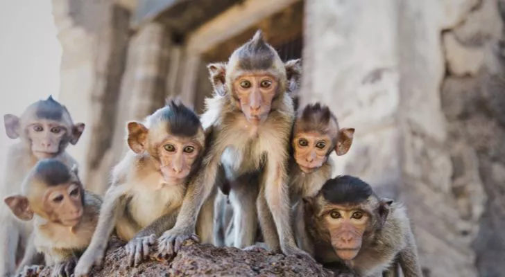 Малка група маймуни се скупчват пред стара сграда