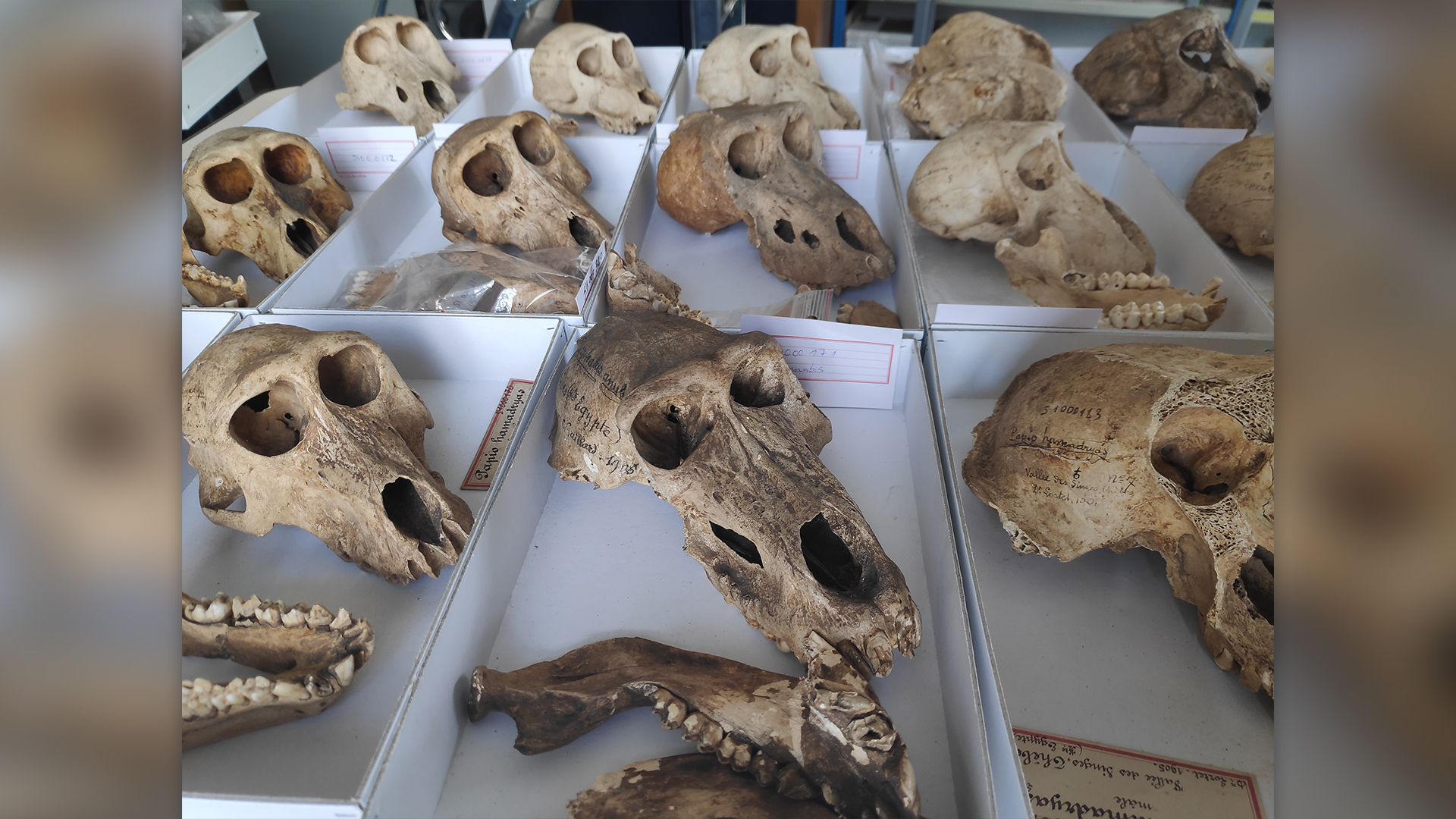 Колекция от организирани скелетни останки на 36 свещени бабуини.